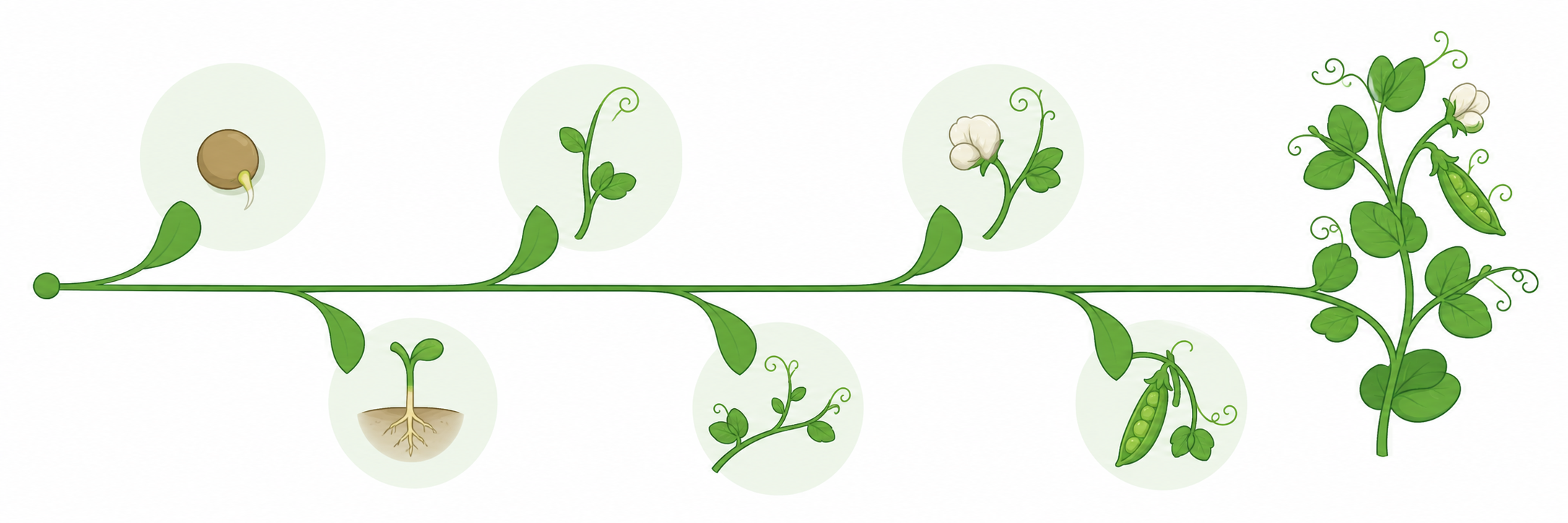 A comic-style timeline showing a pea growing from seed to a mature flowering plant